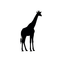 Fototapeta premium Giraffe silhouette illustration isolated on transparent background. Tall wildlife animal graphic perfect for safari, zoo, children, and nature themed designs.