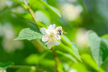 A Bee busily is Pollinating a Beautiful White Flower That is Found in a Lush Green Environment