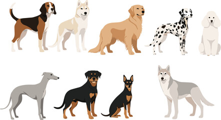 Different dog breeds vector illustration set featuring beagle husky golden retriever dalmatian poodle greyhound rottweiler doberman and wolf dog isolated on white background for pet design © Aminul