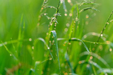 The Morning Dew Glistens on the Lush, Vibrant Green Grass Under the Bright Sunshine