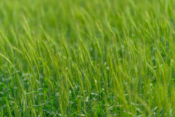 Fototapeta premium The Lush Green Fields of Vibrant Growth in Natures Beautiful Splendor and Abundance