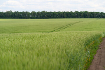 Obraz premium A beautiful and lush green field set against a scenic and picturesque background view