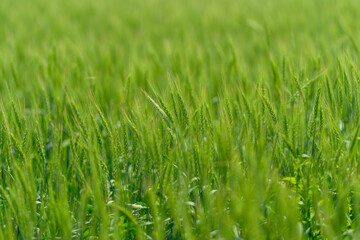 Fototapeta premium A Lush and Vibrant Green Grass Field Adorned with Dew Drops in the Early Morning Light