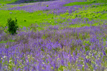 Obraz premium A vibrant field of purple flowers blooms beautifully amidst a lush green landscape