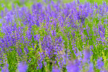 Fototapeta premium A Vibrant Lavender Field Blooming in Full Glory, showcasing its stunning beauty and charm