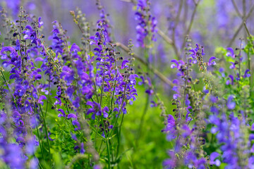Naklejka premium Vibrant and stunning Violet Wildflowers in beautiful, colorful bloom across the landscape