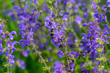 Fototapeta premium Beautiful Purple Blooming Flowers with Bees Buzzing in a Vibrant Lush Garden Setting