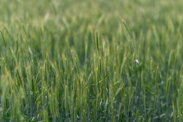 Obraz premium Breathtaking Lush Green Wheat Field Bathed in Golden Light at Sunrise, Truly Stunning