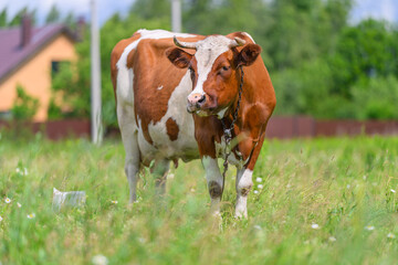 Obraz premium A cow grazes in a green pasture, enjoying the beauty of the clear, blue sky above