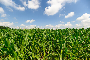 A Lush Green Cornfield Spreading Out Beneath a Bright Blue Sky Filled with Fluffy Clouds
