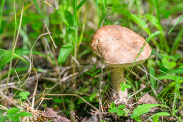 Mushroom Thriving Amidst the Lush Green Grass of Its Natural Habitat and Environment