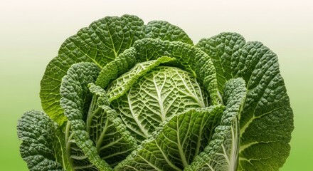 Savoy cabbage head showcasing vibrant green and textured leaves detail