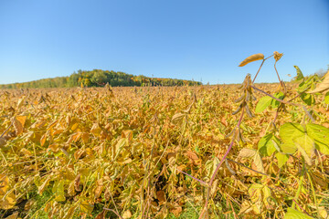 Golden crop scene, Vast soybean field under bright sky, Mature soy plants resting in sunny cultivated landscape, Lush soybean plantation with golden foliage under clear sky