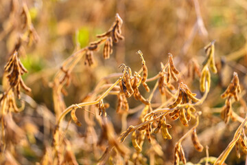 Withered soybean crops reflect environmental stress impacts, Dehydrated soybean foliage and pods demonstrate adverse effects of climateinduced moisture deficiency
