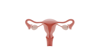 3D illustration of a healthy female reproductive system including uterus, fallopian tubes, and ovaries, isolated on white background, perfect for medical and educational use