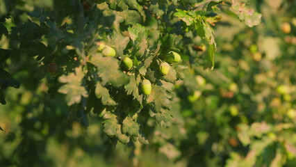 Fototapeta premium Green Acorns are Growing on Oak Trees in a Serene Landscape Surrounded by Natures Beauty