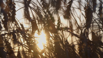 The Majestic Beauty of Sunlight Gracefully Streaming Through Tall Grass During the Time of Sunset