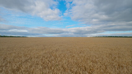 A Serene Wheat Field Spreading Out Majestically Under the Expansive Blue Sky Above It