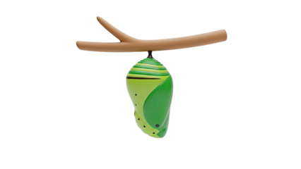 Monarch butterfly chrysalis hanging from a branch on transparent background