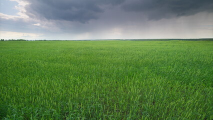 Fototapeta premium A Vibrant and Lush Green Field Spreading Out Under Dark and Ominous Stormy Skies Above