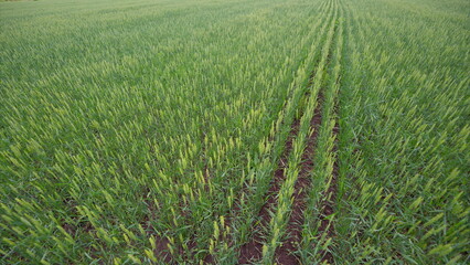 A Beautiful Lush Green Crop Field with Plants Growing Abundantly and Flourishing Well