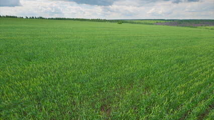 Obraz premium A lush and vibrant green agricultural field brimming with life under overcast, cloudy skies