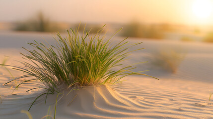 Serene desert landscape with green grass at sunset