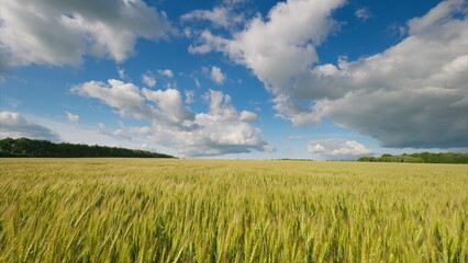 Fototapeta premium The Golden Field lay beautifully under a clear Blue Sky with fluffy Clouds, an idyllic scene