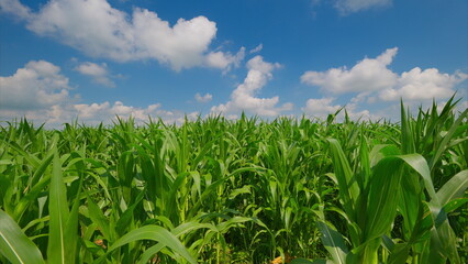 Obraz premium A Thriving and Vibrant Green Cornfield Set Against a Bright Blue Sky with Fluffy Clouds