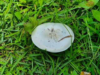 White wild mushroom growing in green grass captured close up in natural outdoor setting