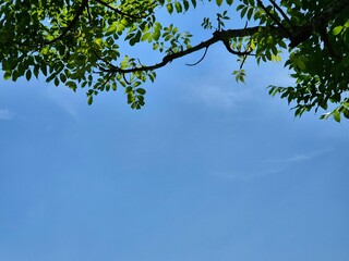 Looking up at green tree leaves framing a bright blue sky on a clear day. Copy space background