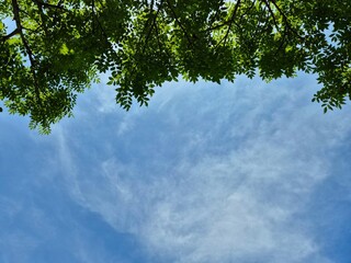 Looking up at green tree leaves framing a bright blue sky on a clear day. Copy space background