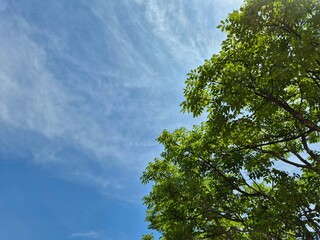 Looking up at green tree leaves framing a bright blue sky on a clear day. Copy space background