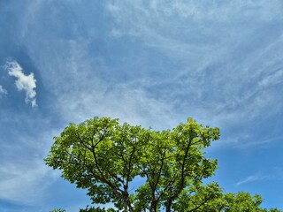 Looking up at green tree leaves framing a bright blue sky on a clear day. Copy space background