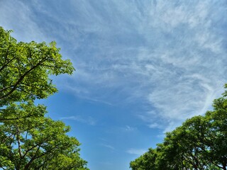 Looking up at green tree leaves framing a bright blue sky on a clear day. Copy space background
