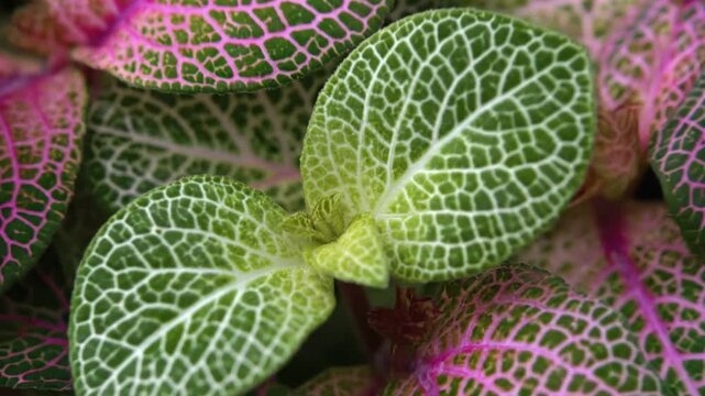 A captivating macro close-up reveals the vibrant and intricate patterns of colorful plant leaves. The foliage displays a striking combination of deep green interspersed with delicate, eye-catching pin