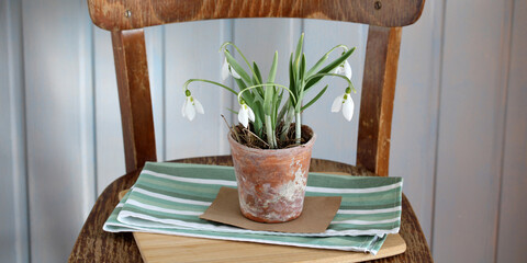 Snowdrops blooming in rustic pot on wooden chair