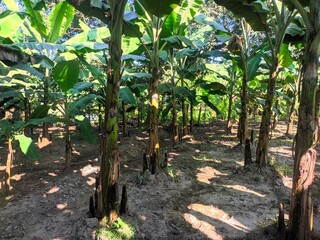 Banana Plantation in Sunlight