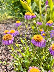 Obraz premium Aster alpinus. Cute purple flowers with a yellow fluffy center in a summer garden. Flower background