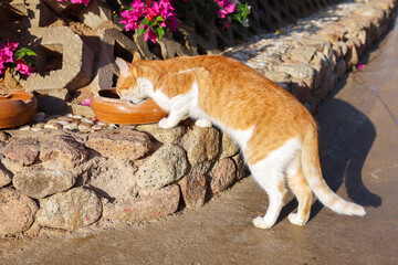A cat on the street eats food carefully prepared for it.
