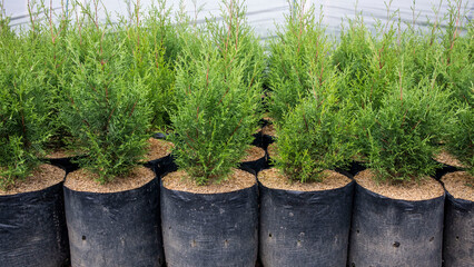 Obraz premium Pine tree seedlings in polybags