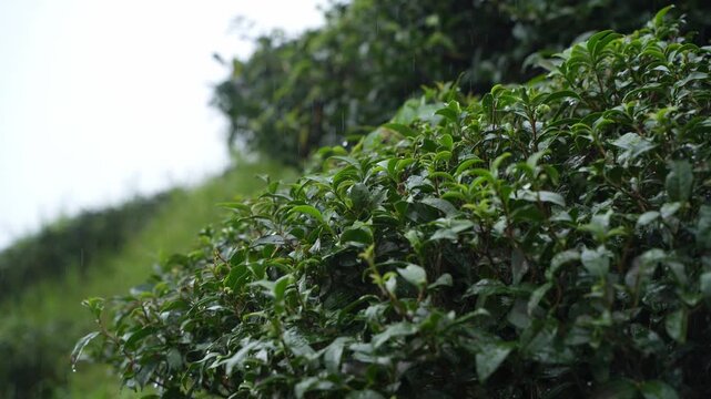 Darjeeling tea is world famous. Water does not accumulate at the base of tea trees on the sloping land of Darjeeling.