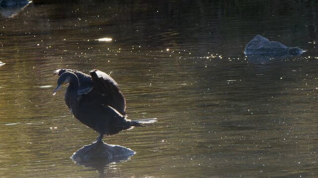 Backlit cormorant turns on river rock flapping wings, fluff drifts by