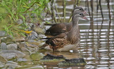 Fototapeta premium Mandarin Ducks Foraging in Wetland Waters