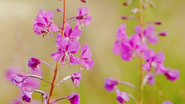 Pink fireweed chamerion angustifolium blossoms with soft focus, summer mood