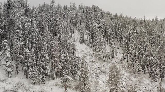 Sierra Nevada winter canopy near Twin Falls, where heavy snow muffles the sounds of the nearby alpine drainage, Mammoth Lakes Basin, California, slow aerial reveal