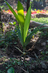 Obraz premium Healthy Palm Sapling Growing in Soil