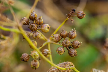 Close-up macro shot of dried coriander seed pods on a thin stem with a blurred green and brown background