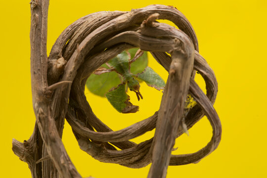Leaf insect Phyllium pulchrifolium isolated on yellow