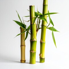 Fototapeta premium Three vibrant bamboo stalks, each with fresh green leaves, rise against a plain white background. The stalks vary in shades of light and dark green, and the leaf clusters are clustered atop the stems